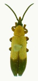   Ceratispa (Ceratispa)  habitus. 